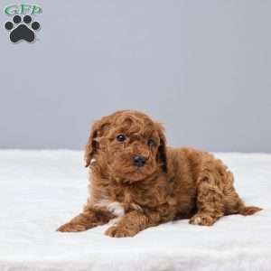 Corrie, Miniature Poodle Puppy